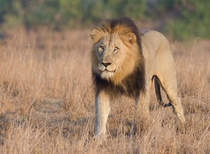 Los animales salvajes le tienen más miedo a un humano que a un león
