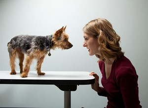 Los perros son capaces de detectar a las ''malas personas''