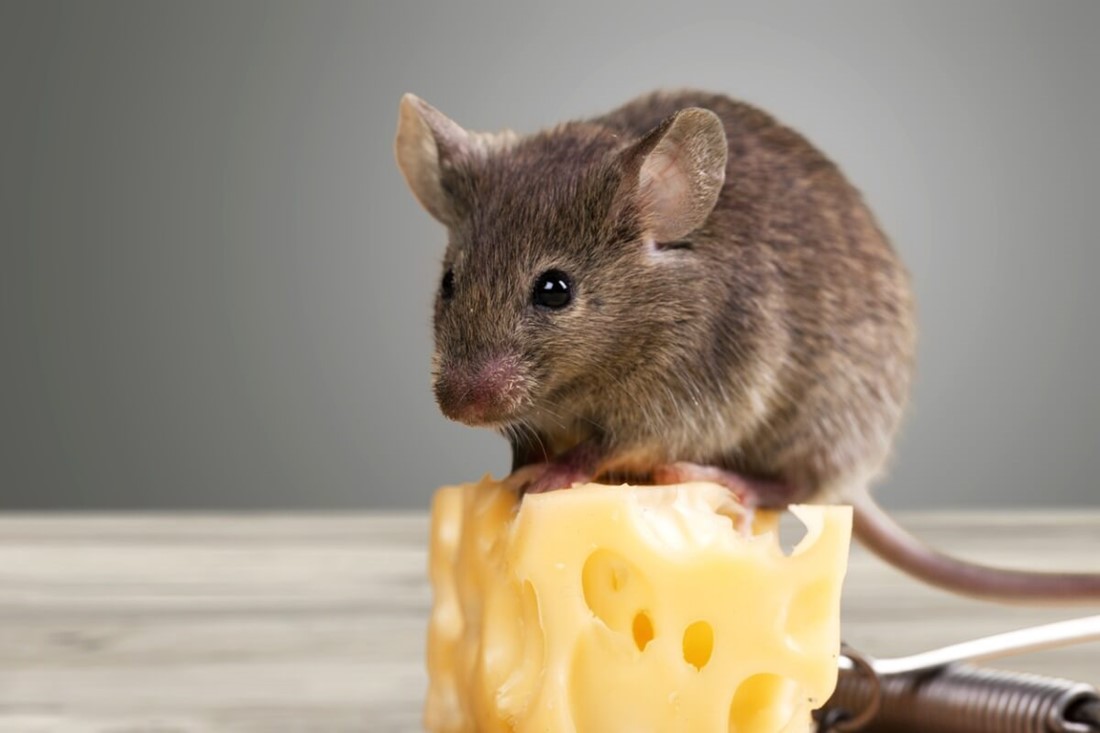 ¿De verdad les gusta el queso a los ratones?