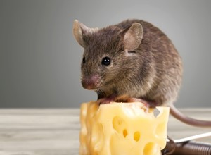 ¿De verdad les gusta el queso a los ratones?